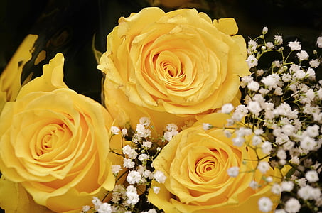 Rosen, Blume, Blüte, gelb, Blumen