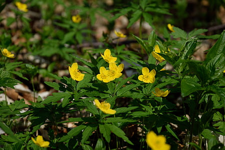 wood anemone, yellow, spring, early bloomer, nature, leaf, plant