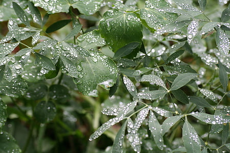 雨, 叶子, 自然, 下降, 叶, 新鲜, 露水