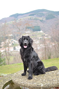 con chó, chân dung, động vật, núi, màu đen, vật nuôi, một trong những động vật