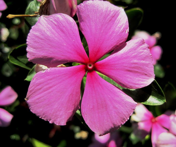 Periwinkle, Pink, 5 kronblade, enkel, Køn, stikkende plante