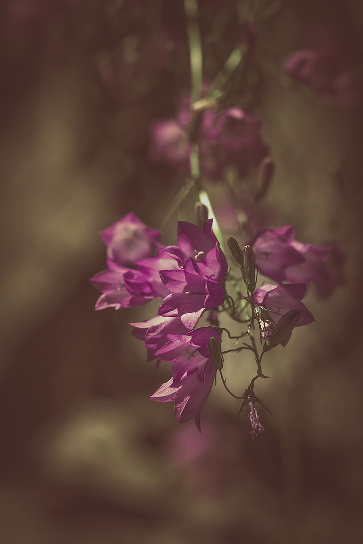 Bellflower, violetti, violetti bellflower, Kellokasvit, Campanulaceae kuuluvia lajeja, kukka, kukat