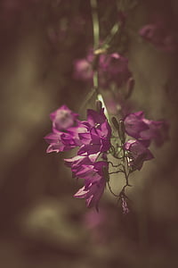 Glockenblume, lila, lila Glockenblume, Glockenblume-Familie, Campanulaceae, Blume, Blumen