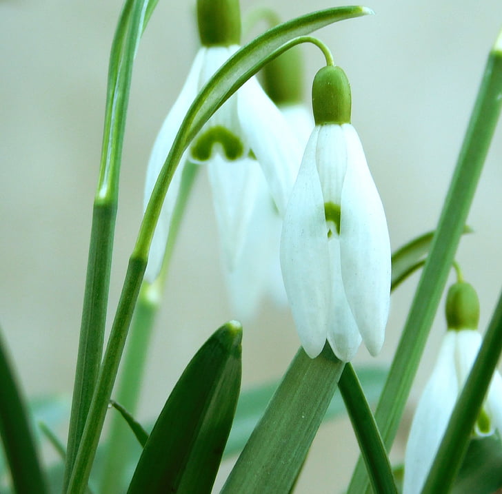 snowdrop, Lentebloemen, lente, einde van de winter, bloemen, witte bloemen, gemeenschappelijke snowdrop