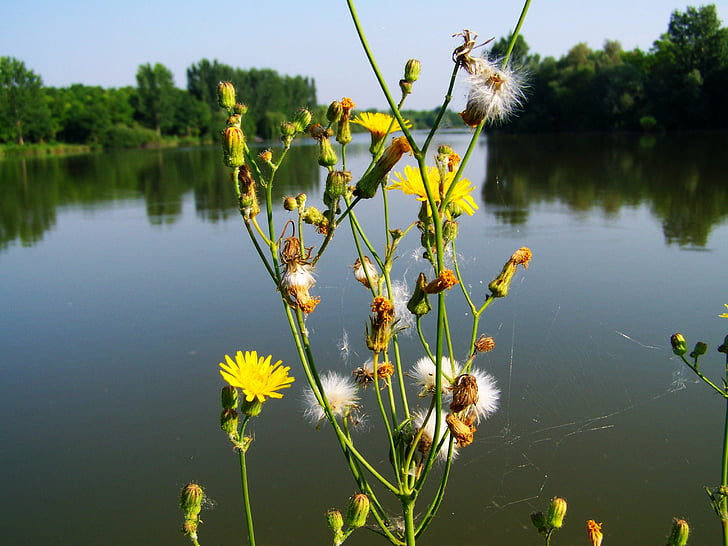 žuta trava, divlji cvijet, jezero, priroda