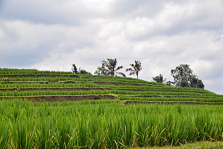 Бали, Индонезия, путешествия, Рисовые террасы, Панорама, пейзаж, Сельское хозяйство