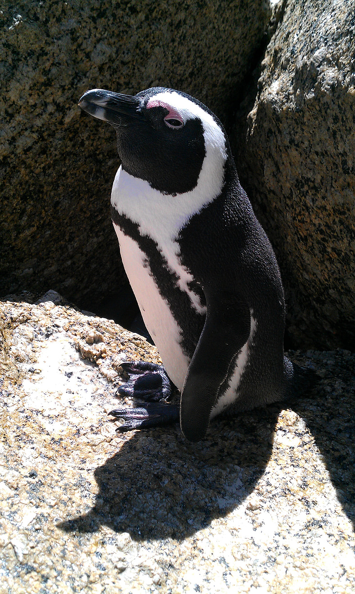 Pietų Afrika, pingvinas, paplūdimys