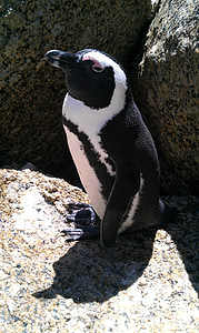 Sud-àfrica, pingüí, platja