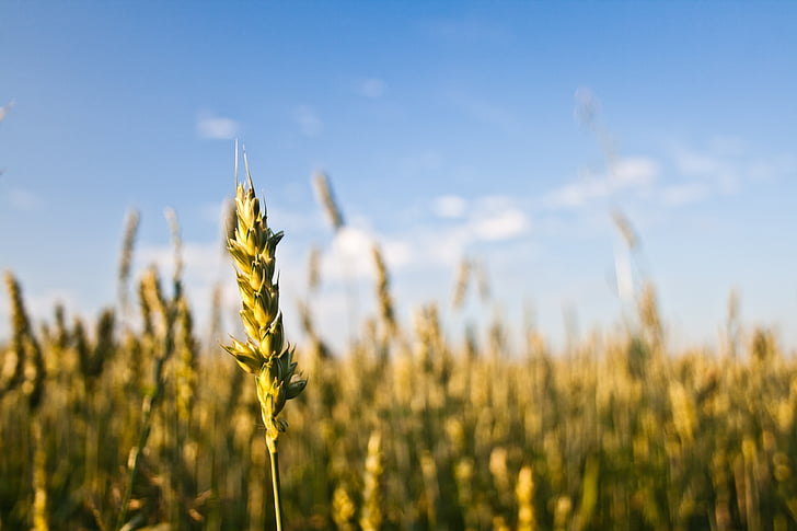 gandum, tanaman, di luar rumah, alam, bidang, musim panas, pertanian