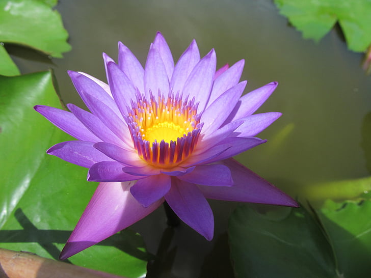 water lily, purple flower, purple water lily