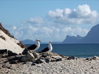 Meeuwen, Seagull, Dominicaanse meeuwen, zeevogels, Zuid-Afrika, baai van de zee, Finse Golf