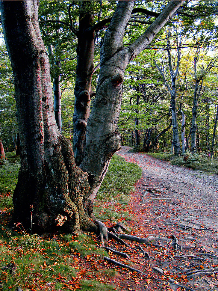 beeches, beskids, forest, leskowiec, way, autumn