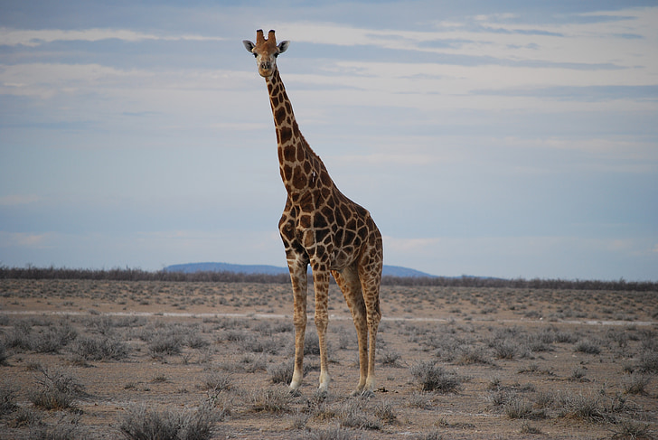 zsiráf, – Áttekintés, nagy, előretekintés, Afrika, szafari állatok, vadon élő állatok