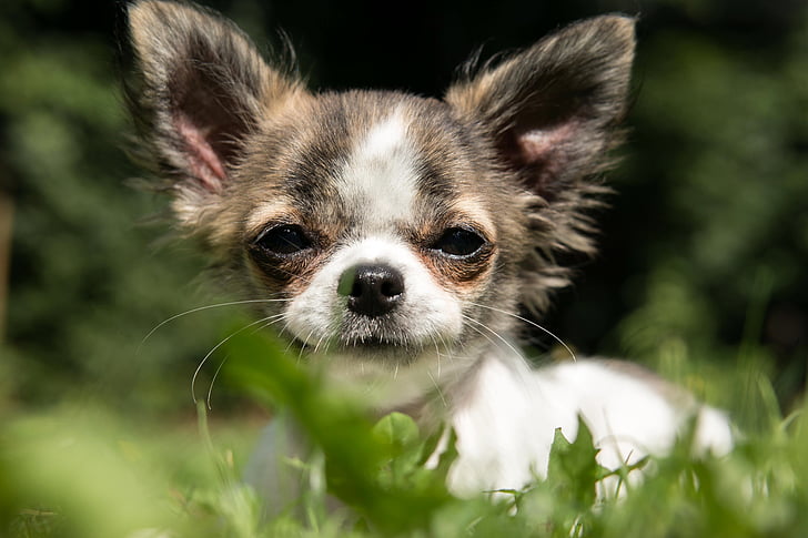 Chihuahua, hund, hvalp, baby, spille, unge, chiwawa