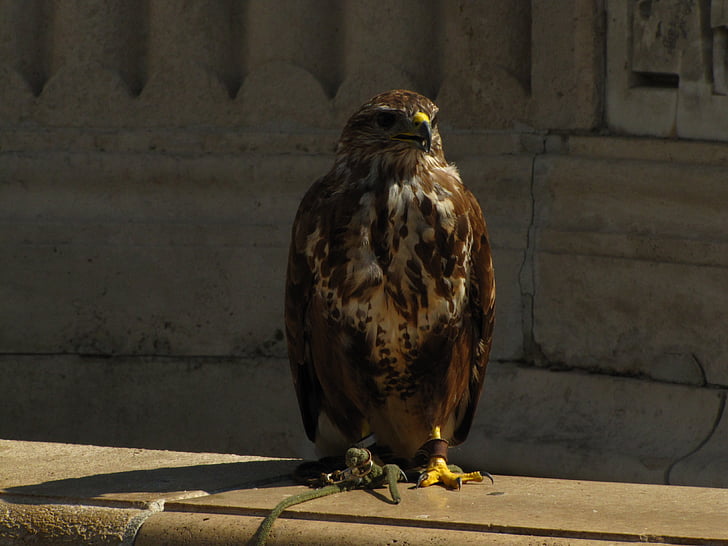 Vogel, Falcon, Orte des Interesses