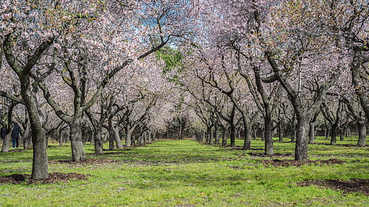 pohon almond, musim semi, Taman, bunga, mekar, bunga, alam