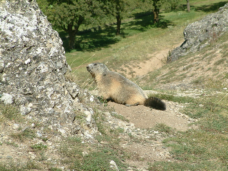 montaña, Marmot, flora y fauna, animales, Alpes, mamíferos, animal