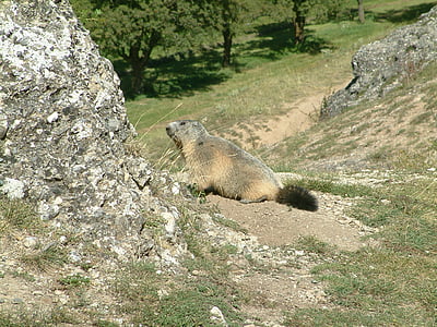 mountain, marmot, wildlife, animals, alps, mammal, animal