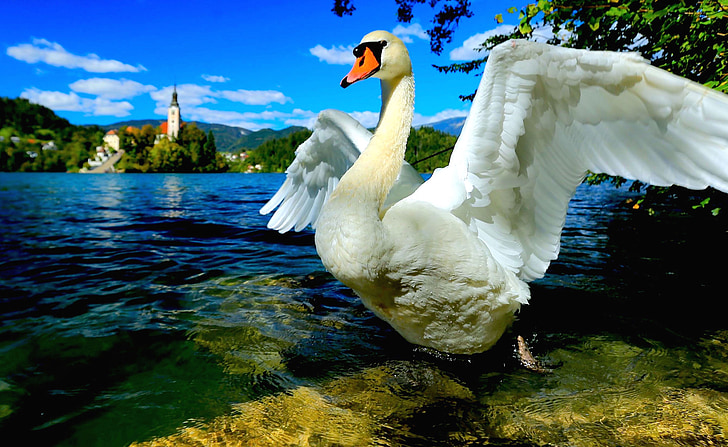 swan, swan lake, lake bled, slovenia, central europe, bird, nature