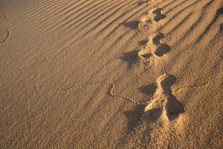 konijn, tracks, zand, Duin, voetafdruk, Haas, paw