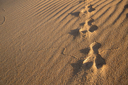 kanin, spor, sand, Dune, fotavtrykk, Hare, pote