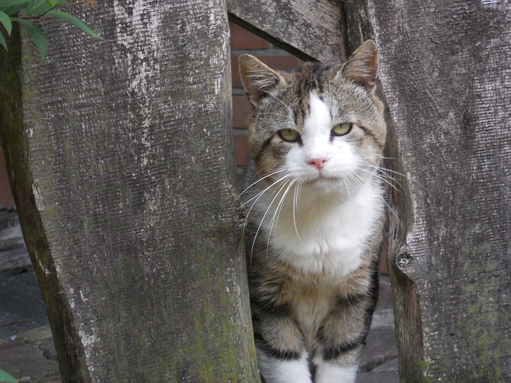 кошка, серый, забор, кошку лицо, животное, Домашние животные, Домашняя кошка