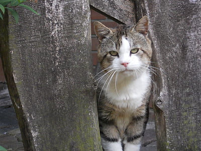 katė, pilka, tvora, katės veidą, gyvūnų, augintiniai, naminė katė