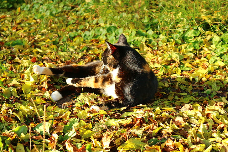 katė, rudenį lapija, rudenį, laimingas katinas, trys spalvos, lapai, spalvinga