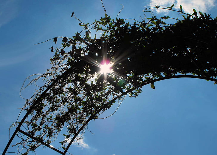 Ivy, slnko, popínavé rastliny, obloha, silueta