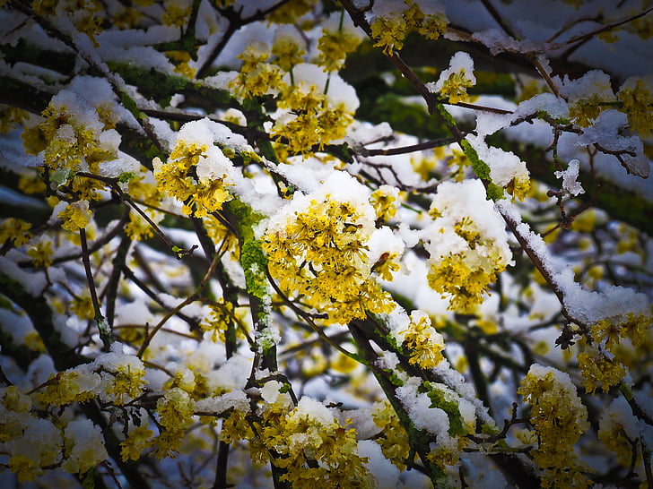 snow, flower, winter, blossom, bloom, nature, frost