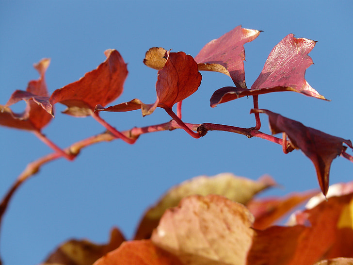 partner di vino, foglie di vite, Grapevine, Ranke, disegni da colorare, rosso, autunno