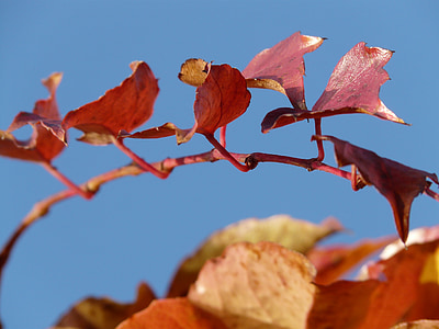 wine partner, vine leaves, grapevine, ranke, coloring, red, autumn