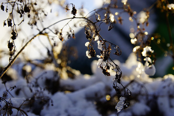 Kış, kar, Kış gökyüzünde, Kuru bitkiler, Frost, ağaç, doğa