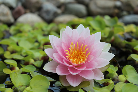 water lily, nuphar lutea, pond plant, plant, blossom, bloom, water