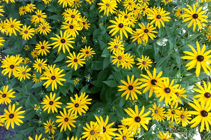 květiny, žlutá, Příroda, žlutý květ, květ, Bloom, jaro