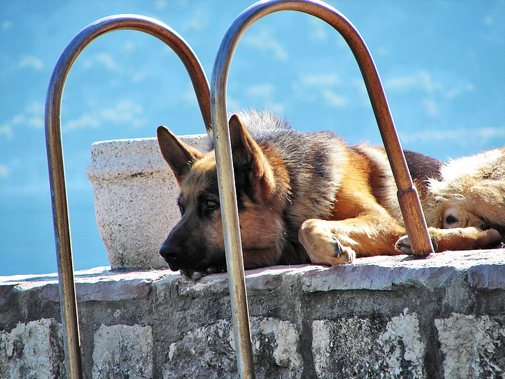 Owczarek niemiecki, pies, zwierzętom, smutny, opiekun, odpoczynek, kontemplować