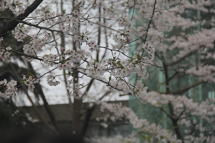 fleur de cerisier, blanc, jimingsi