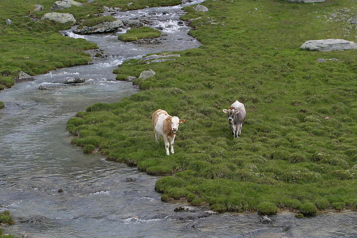 Lõuna-Tirooli, Itaalia, teatav, lehm, mäed, Dolomites, maastik
