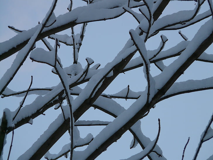branca, branques, arbre, cobert de neu, l'hivern, neu, fred