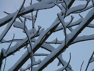 haara, oksat, puu, luminen, talvi, lumi, kylmä