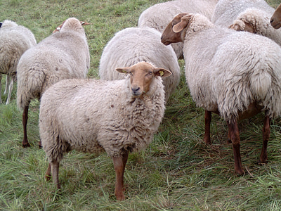 sheep, east frisia, dike, animals, herd animals