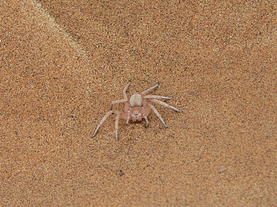 edderkopp, sand, hvit edderkopp, krabbeltier