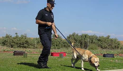 cão policial, formação, cão, polícia, animal, oficial, treinador