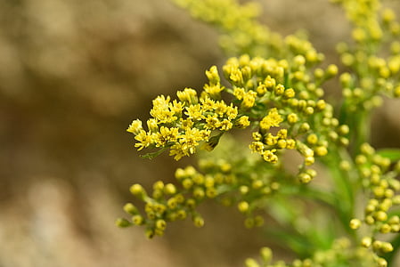 golden rod, plant, yellow, flowers, yellow flowers, close, nature