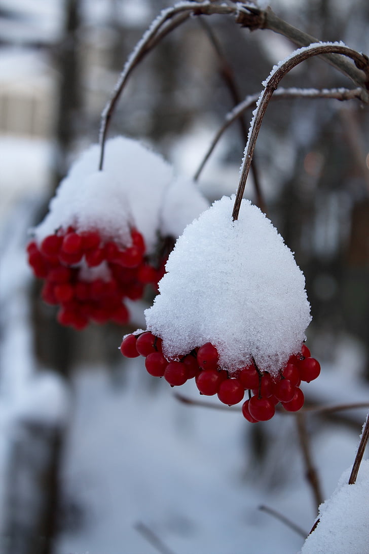 Zima, bobice, zimska čarolija, hladno, Mraz, studen, biljka