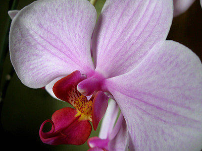 blomblad, närbild, Orchis, Orchid, naturen, Anläggningen, blomma