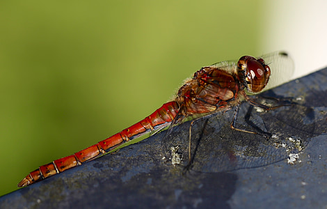 Dragonfly, dier, insect, natuur, sluiten, vlucht insect