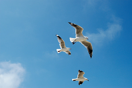 seagulls, gulls, sky, blue, flying, birds, cloud