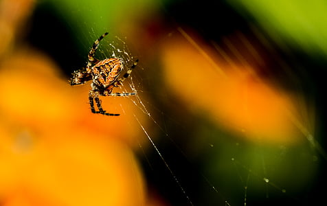 블랙, 오렌지, 헛간, 거미, 거미줄, 거미, 거미줄