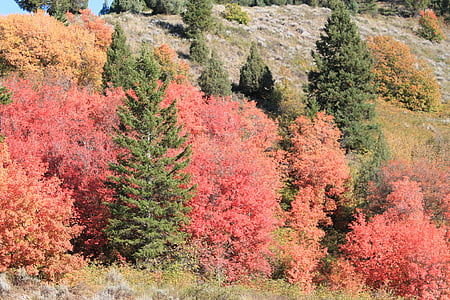 őszi, Montana, Amerikai Egyesült Államok, természet